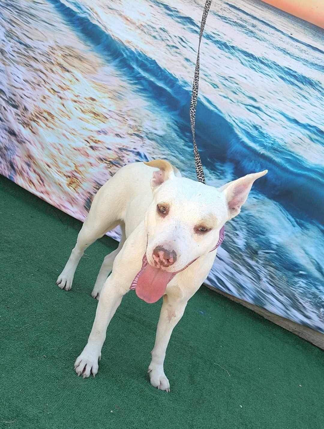 adoptable Dog in Inglewood, CA named Xochitl