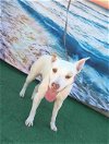 adoptable Dog in inglewood, CA named Xochitl