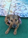 adoptable Dog in inglewood, CA named Canelita
