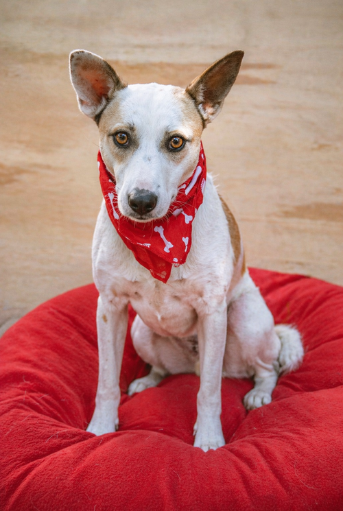 Monica, an adoptable Carolina Dog in Inglewood, CA