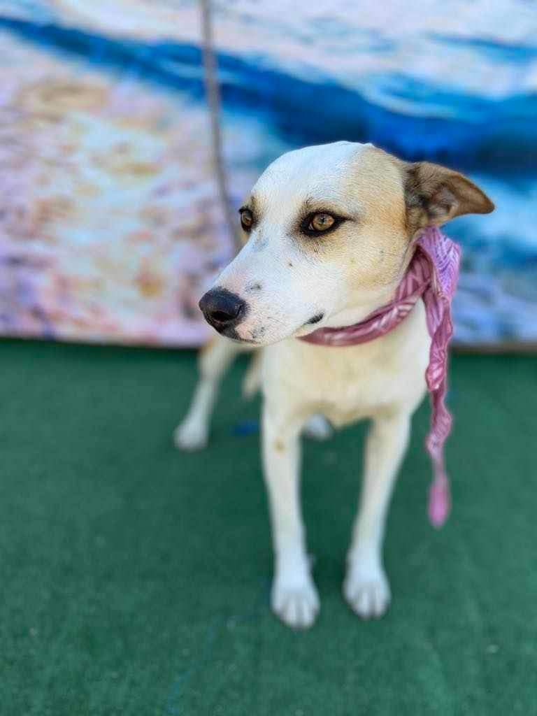 adoptable Dog in Inglewood, CA named Monica