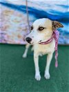 adoptable Dog in inglewood, CA named Monica
