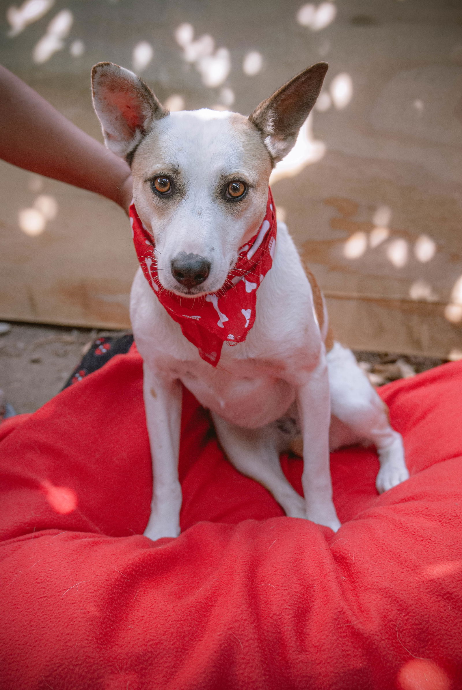 adoptable Dog in Inglewood, CA named Monica