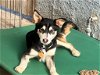 adoptable Dog in inglewood, CA named Ralf