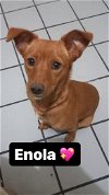 adoptable Dog in inglewood, CA named Enola