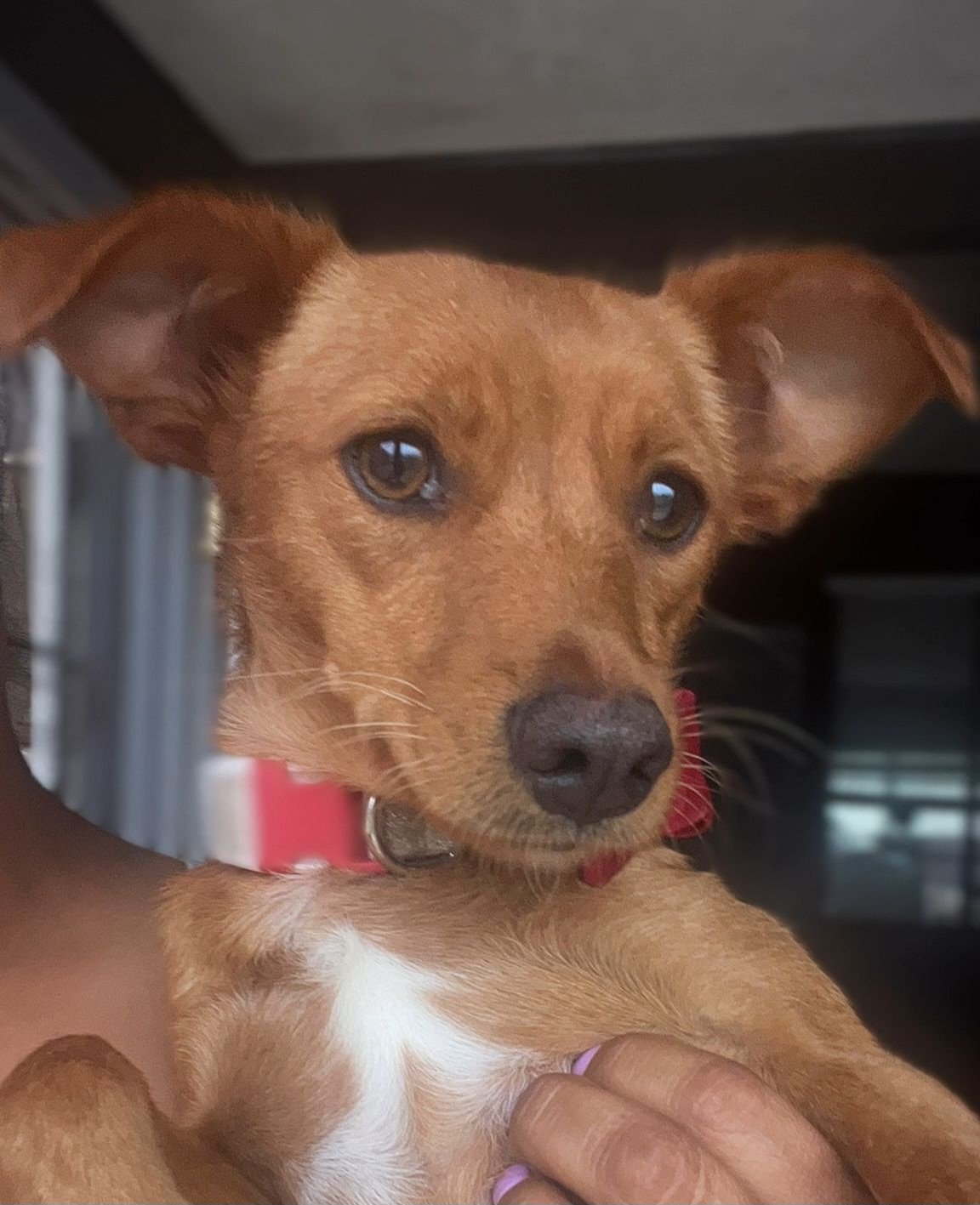 adoptable Dog in Inglewood, CA named Enola
