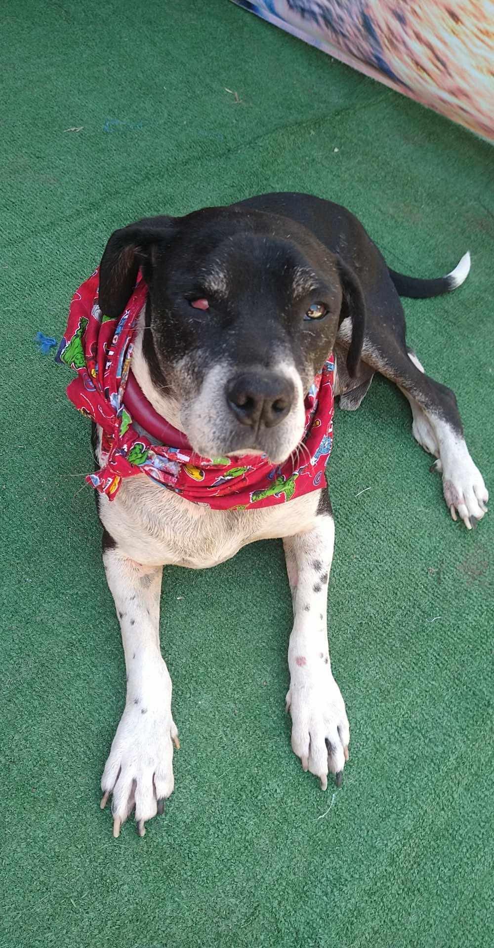 adoptable Dog in Inglewood, CA named Diego