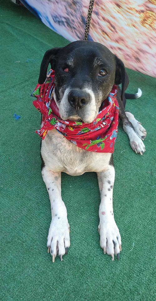 DIEGO - English Pointer / Labrador Retriever available for adoption