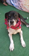Diego - Photo 4