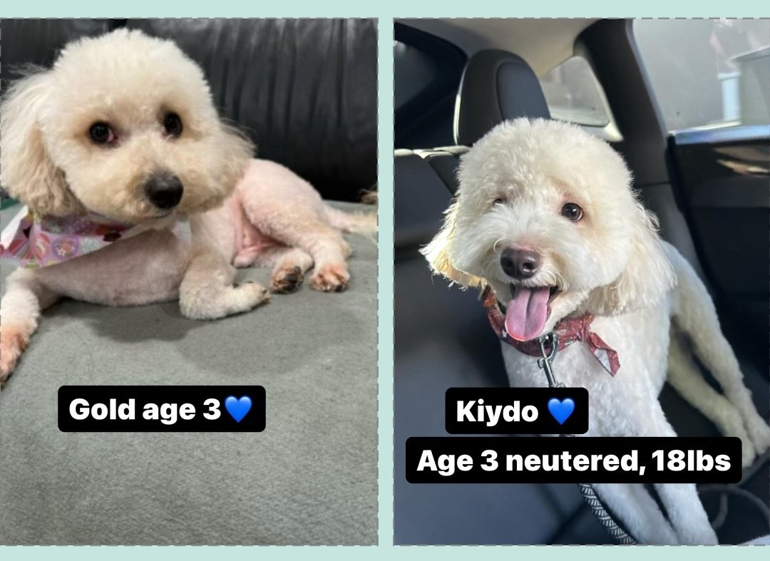 adoptable Dog in Inglewood, CA named Kiydo & Gold