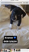 adoptable Dog in  named Kramer