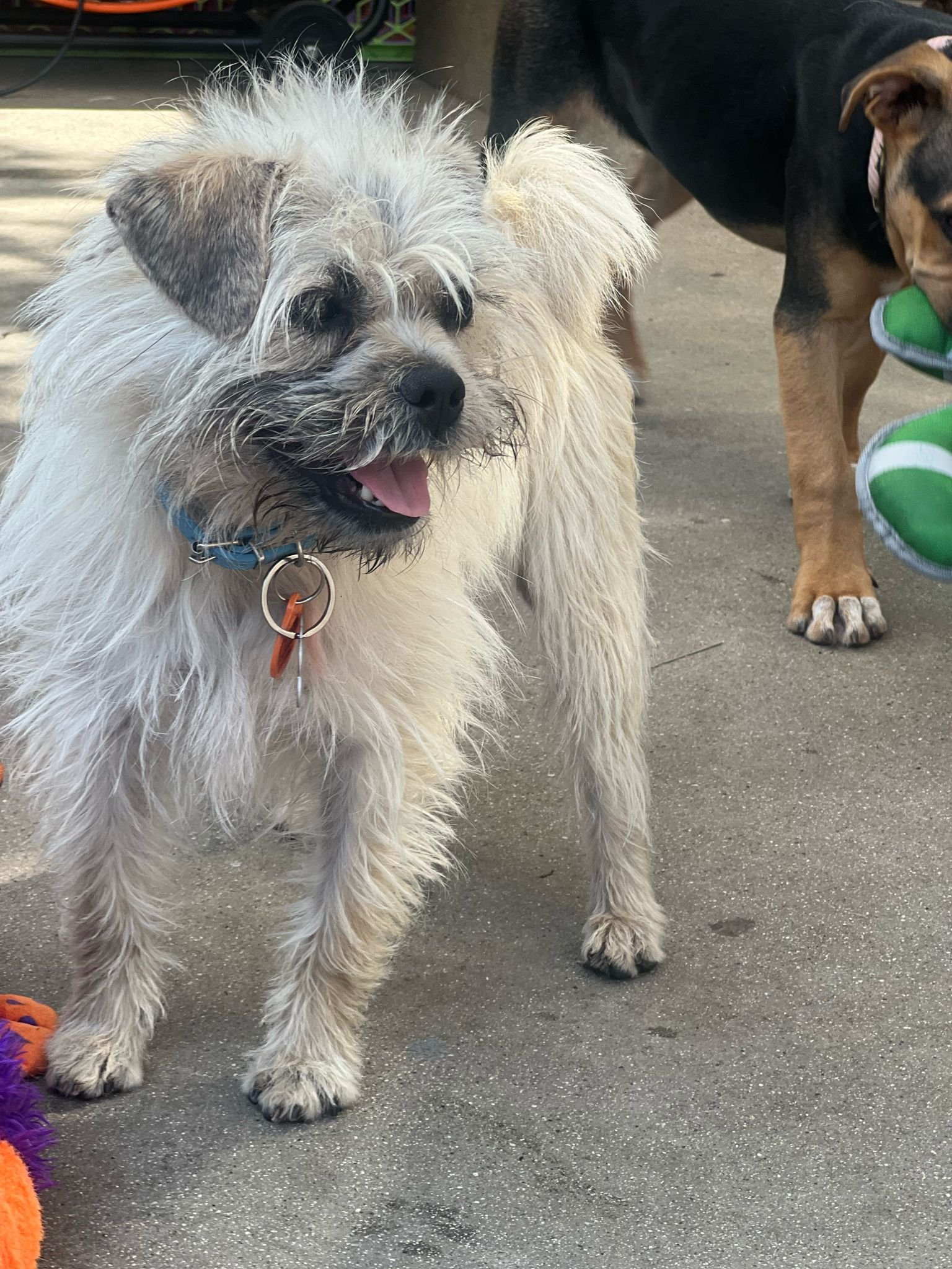 adoptable Dog in Inglewood, CA named Yari