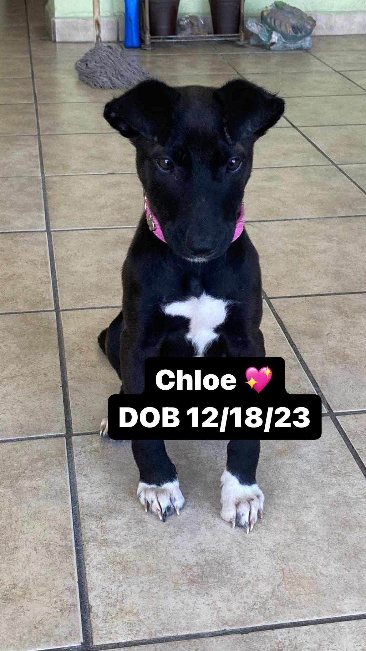 adoptable Dog in Inglewood, CA named Chloe