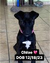 adoptable Dog in  named Chloe