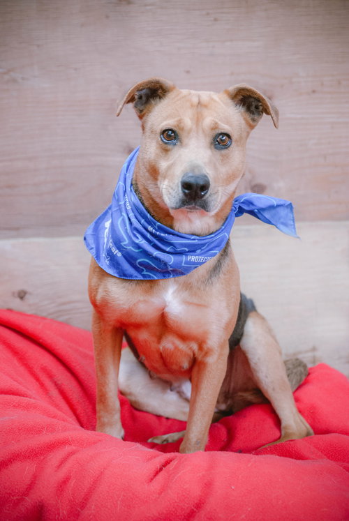 PENNY SHEP - American Staffordshire Terrier / American Pit Bull Terrier available for adoption