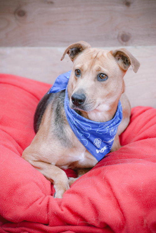 PENNY SHEP - American Staffordshire Terrier / American Pit Bull Terrier available for adoption