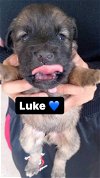adoptable Dog in inglewood, CA named Luke