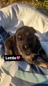 adoptable Dog in  named Lettie