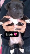adoptable Dog in inglewood, CA named Lips