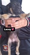 adoptable Dog in inglewood, CA named Lacey