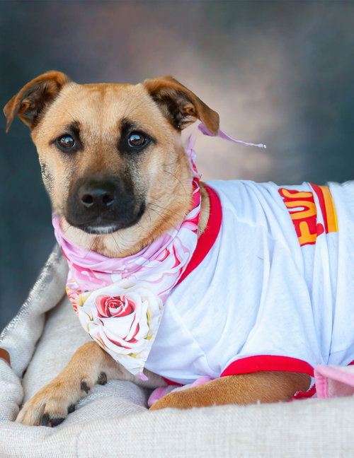 Angie, an adoptable Black Mouth Cur in Inglewood, CA