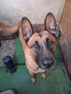 Duke G - Photo 3
