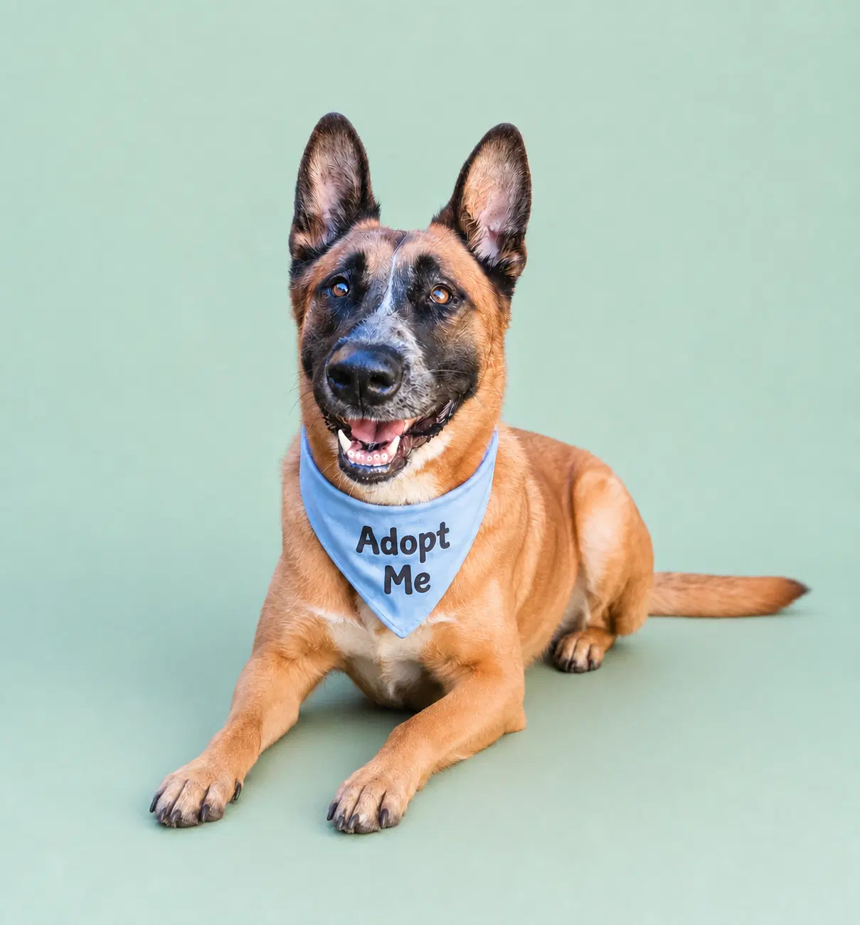 Duke G - Belgian Malinois