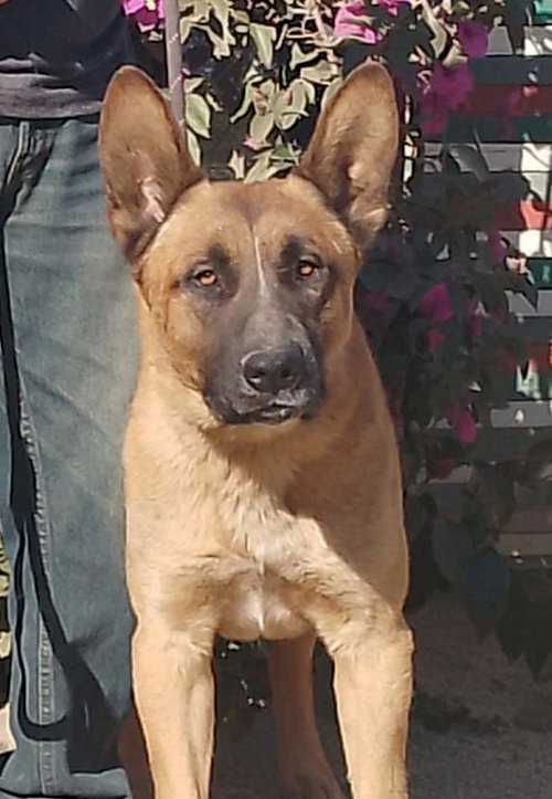 DUKE G - Belgian Shepherd Malinois / Pit Bull Terrier available for adoption