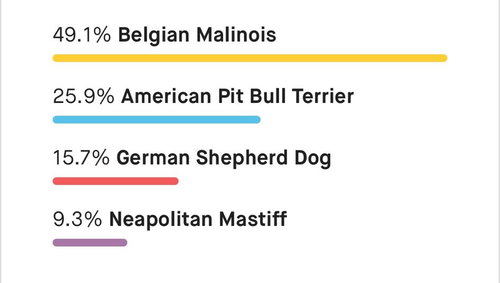 DUKE G - Belgian Shepherd Malinois / Pit Bull Terrier available for adoption