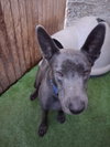 Bo Maverick - Photo 4