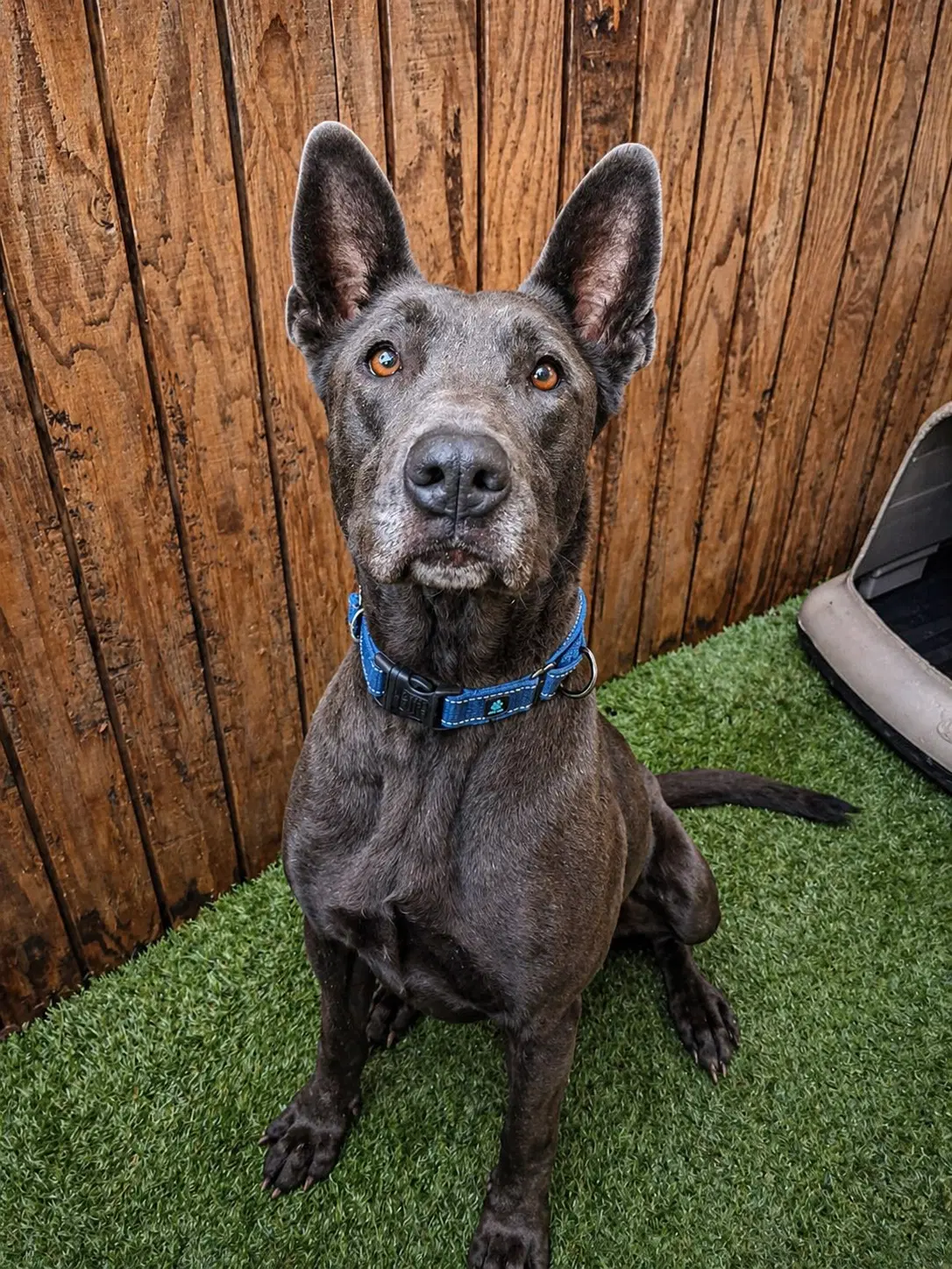 Bo Maverick image 3