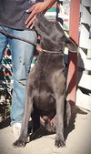 Bo - Photo 4