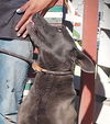 adoptable Dog in Inglewood, CA named Bo