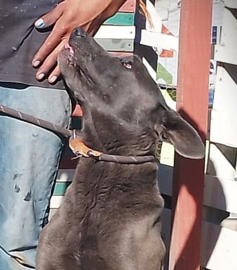 BO - Belgian Shepherd Malinois / Neapolitan Mastiff available for adoption