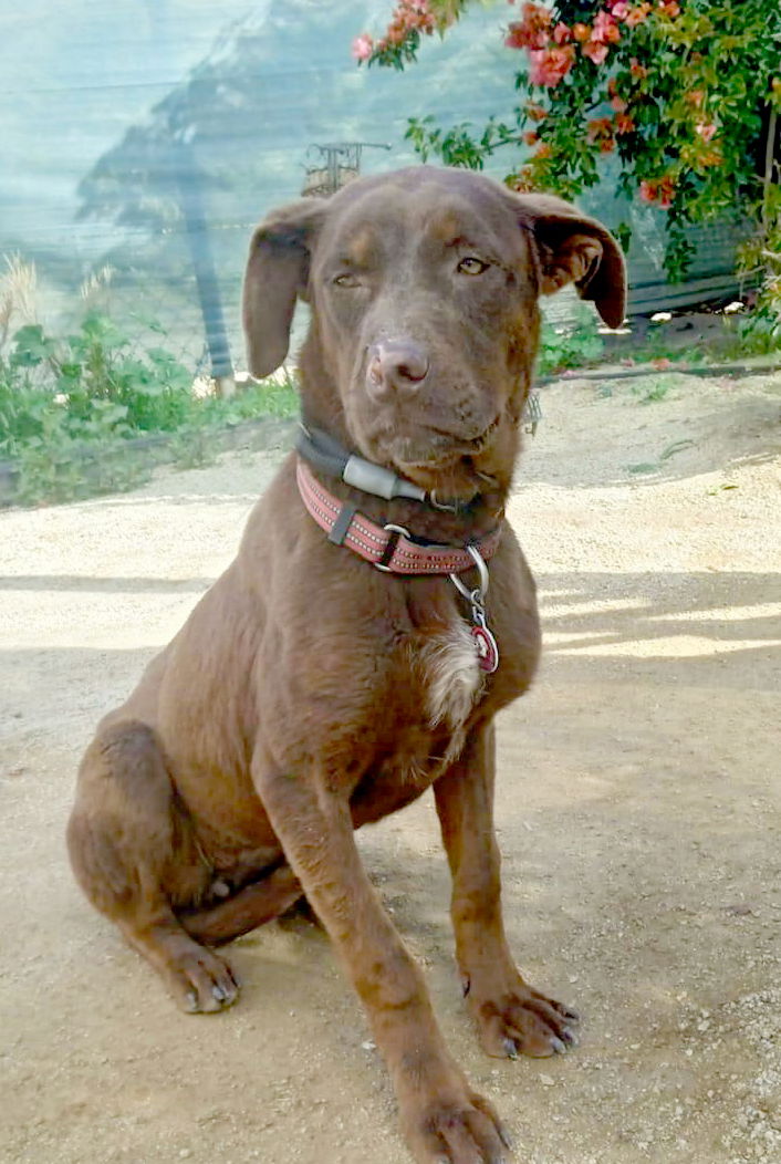 adoptable Dog in Inglewood, CA named Tiffany