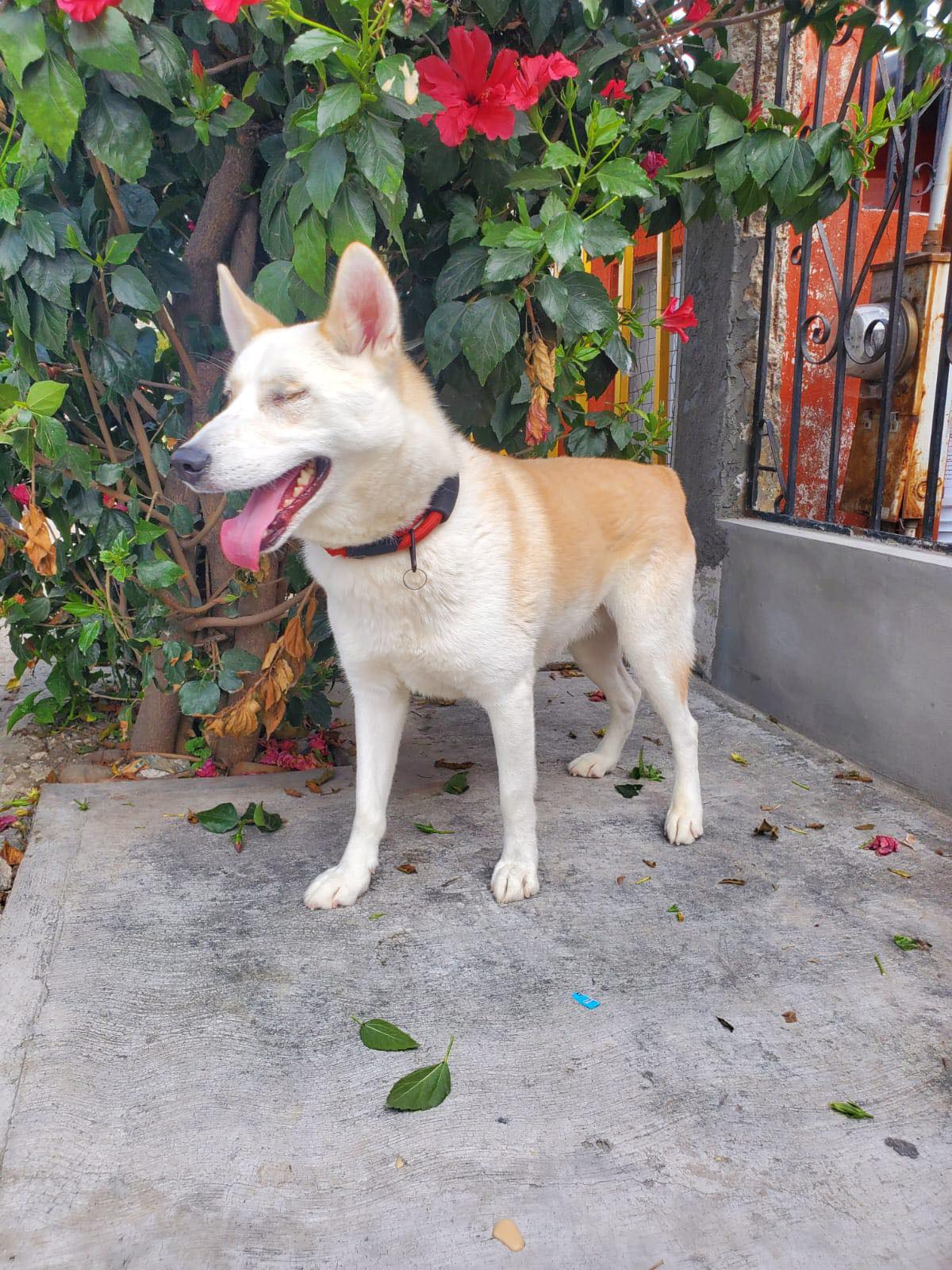 adoptable Dog in Inglewood, CA named Apollo