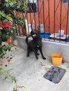 Bruno - Photo 6