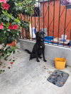 Bruno - Photo 7