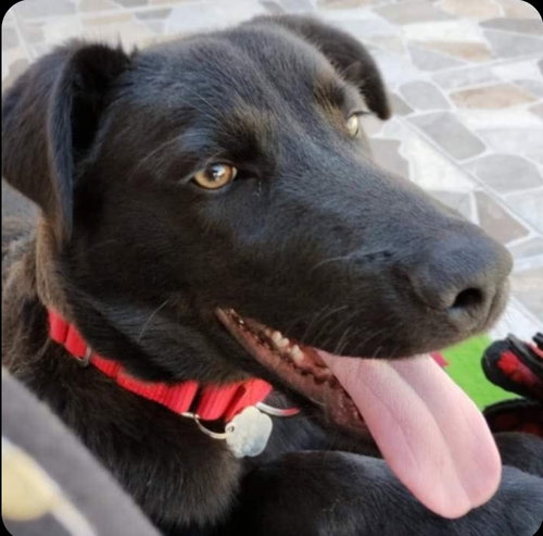 BRUNO - Black Labrador Retriever available for adoption