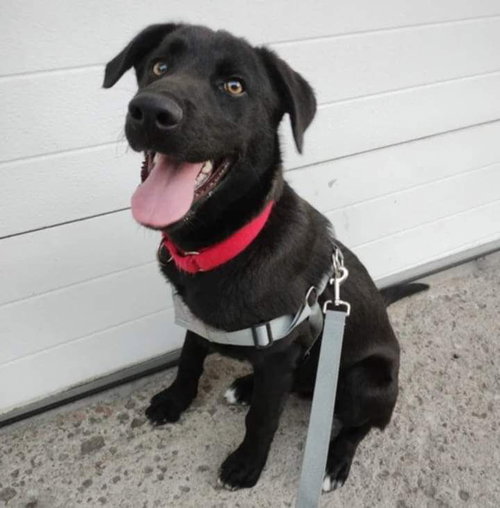 BRUNO - Black Labrador Retriever available for adoption