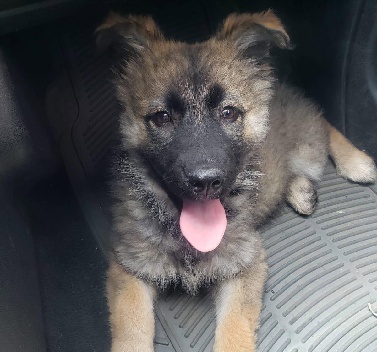 Dog for Adoption Kessie, a German Shepherd Dog in Orange County, CA