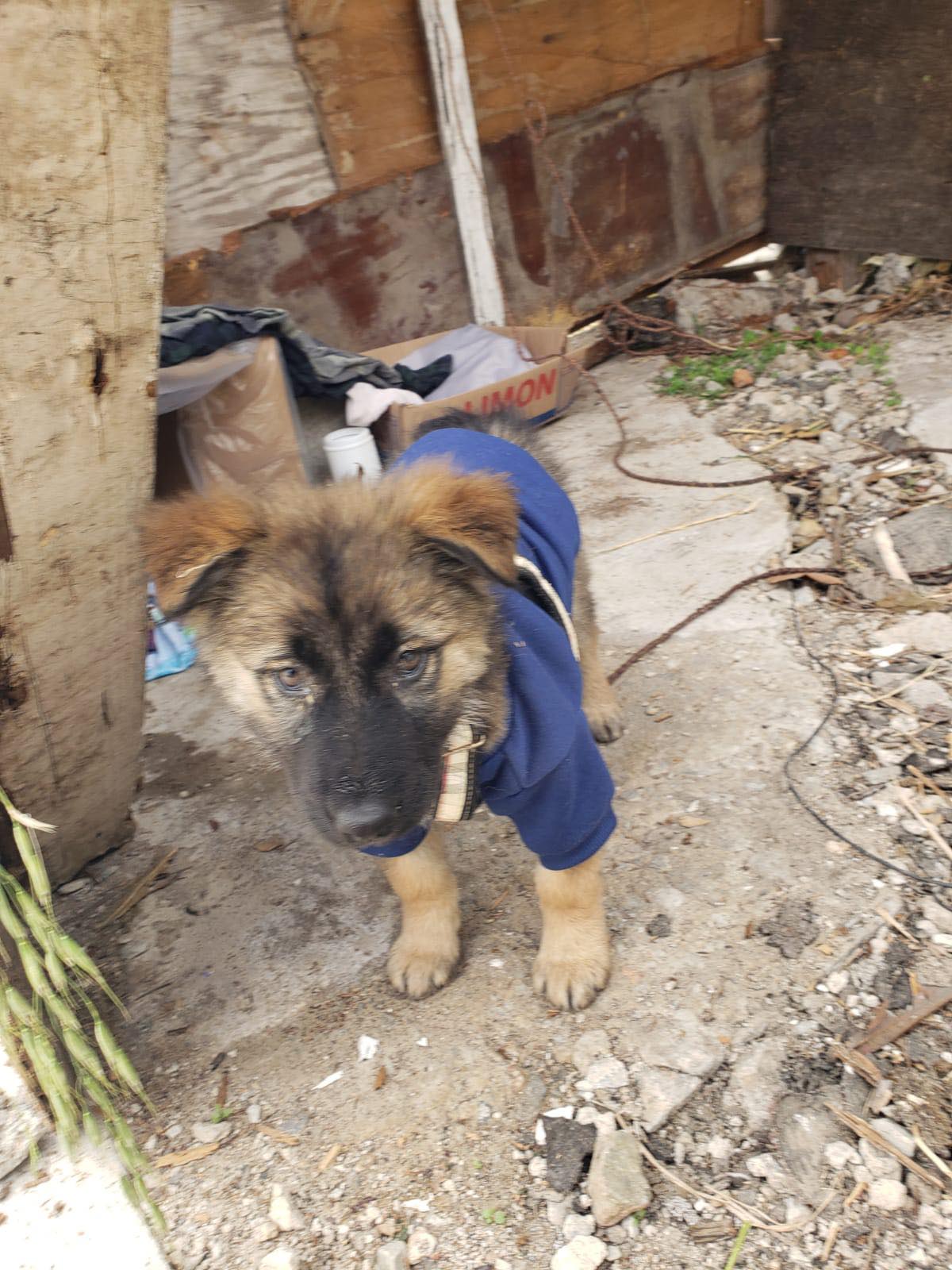 Dog for Adoption Kessie, a German Shepherd Dog in Orange County, CA