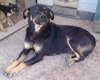 Rosa - Photo 4