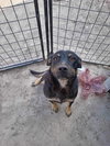 Rosa - Photo 5