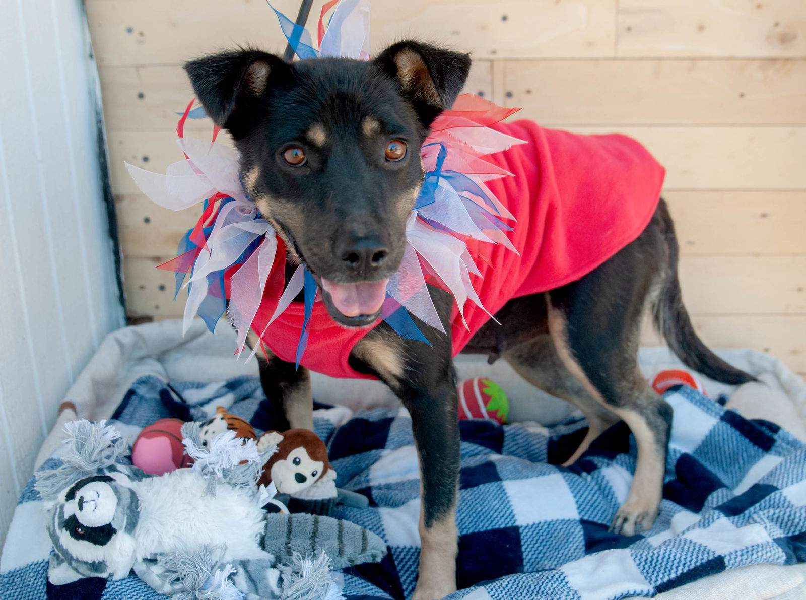 adoptable Dog in Inglewood, CA named Rosa