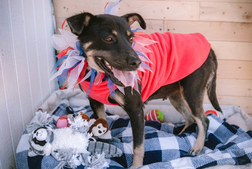ROSA - Australian Kelpie available for adoption