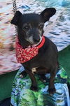 adoptable Dog in Inglewood, CA named Chaparrita (Shorty)