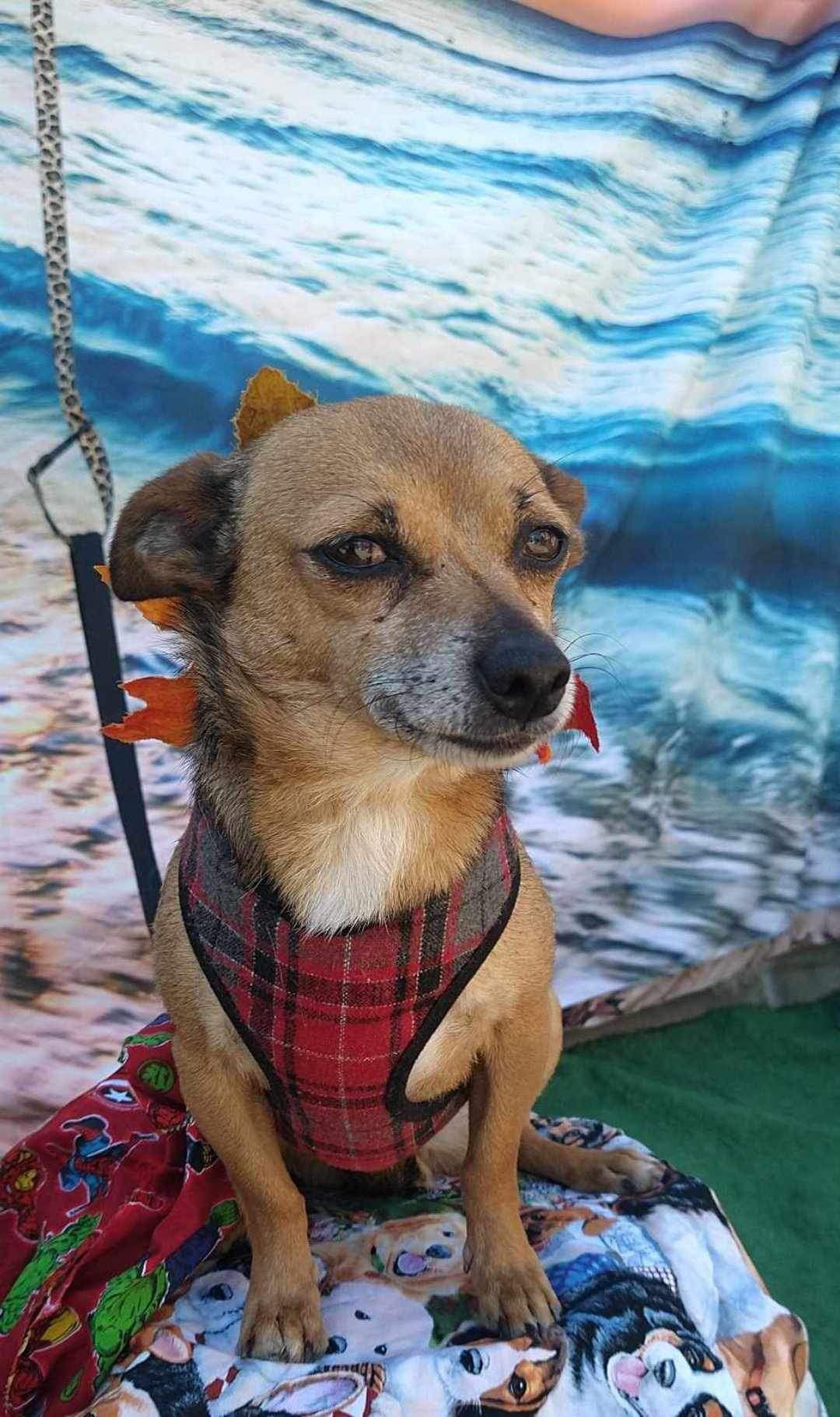 adoptable Dog in Inglewood, CA named Lupita