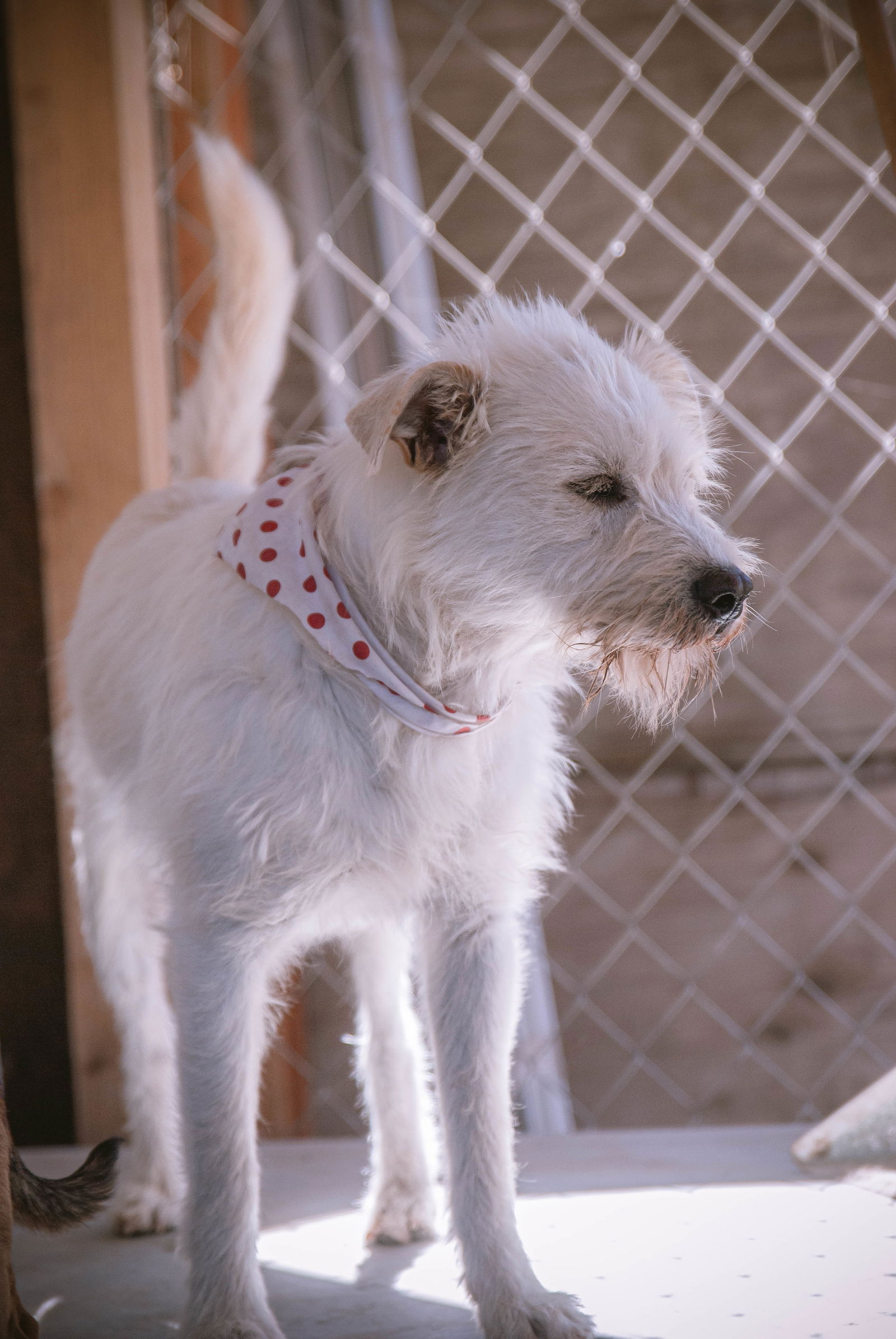 adoptable Dog in Inglewood, CA named Willy Wero