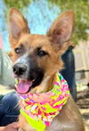 adoptable Dog in Inglewood, CA named Betty